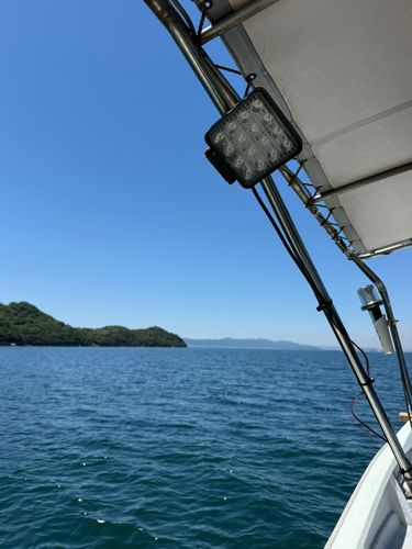 キスの釣果