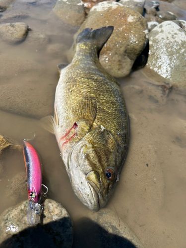 スモールマウスバスの釣果