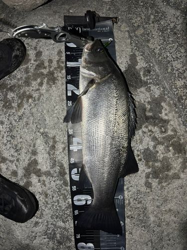 ヒラスズキの釣果