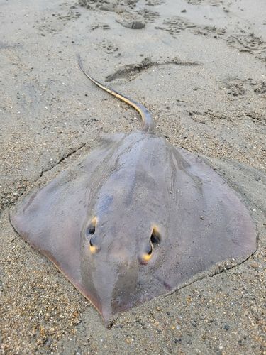 アカエイの釣果