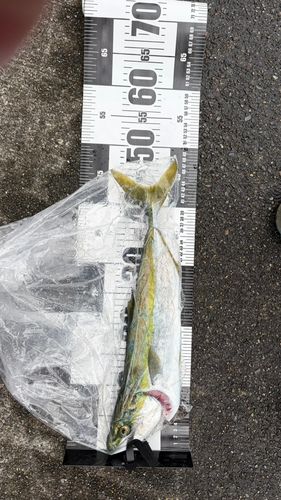 イナダの釣果
