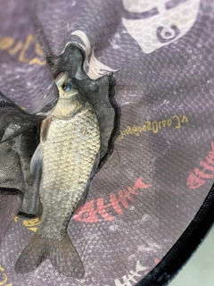 マブナの釣果