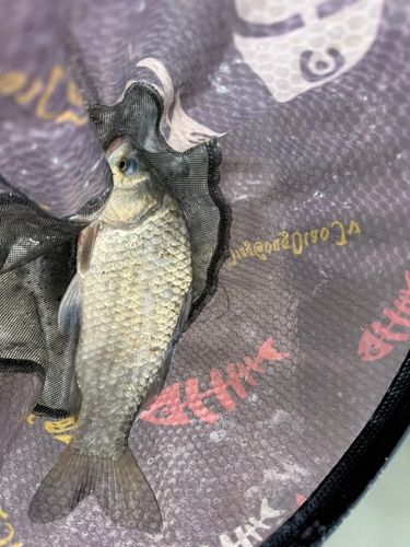 マブナの釣果