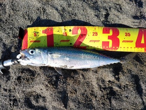 マサバの釣果