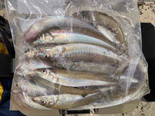 キスの釣果
