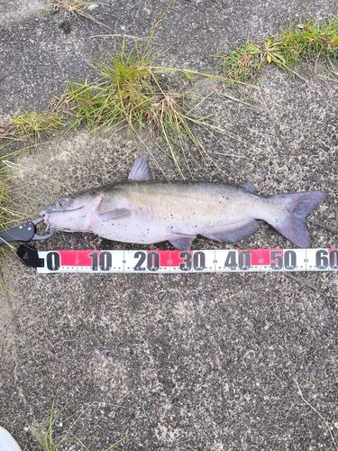 アメリカナマズの釣果