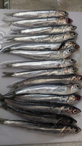 カタクチイワシの釣果