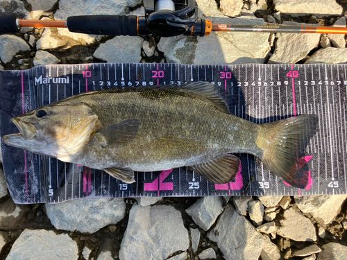 スモールマウスバスの釣果