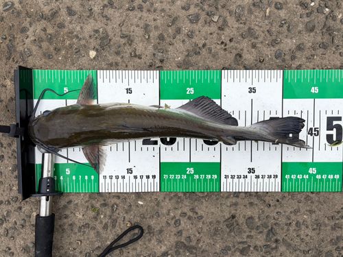 アメリカナマズの釣果