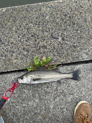 セイゴ（マルスズキ）の釣果