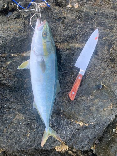 ハマチの釣果