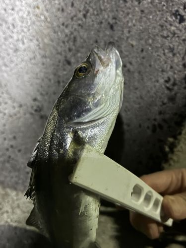セイゴ（ヒラスズキ）の釣果