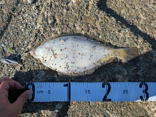 マガレイの釣果