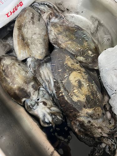 コウイカの釣果