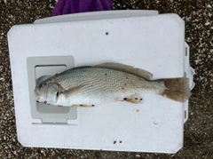 イシモチの釣果