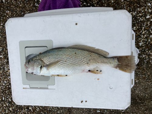イシモチの釣果