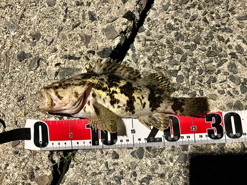 タケノコメバルの釣果