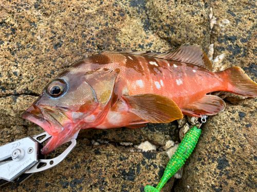 アカハタの釣果