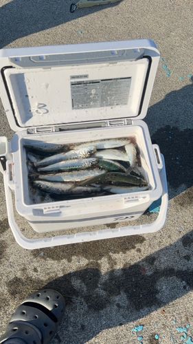 イワシの釣果