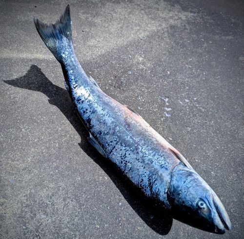 サクラマスの釣果