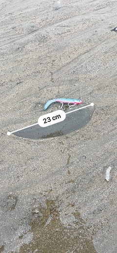 シタビラメの釣果