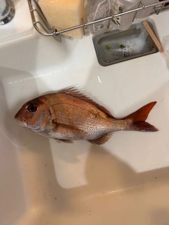 マダイの釣果