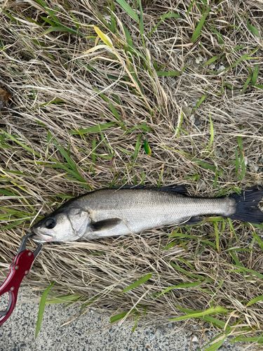 セイゴ（マルスズキ）の釣果