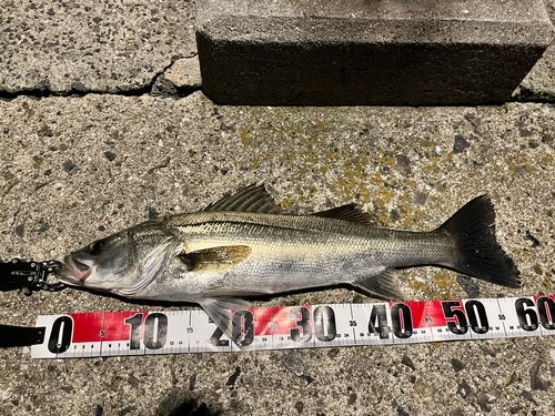 スズキの釣果