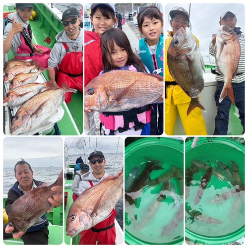 マダイの釣果