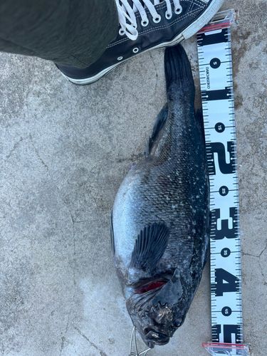 ソイの釣果