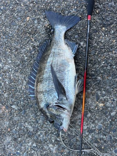 クロダイの釣果