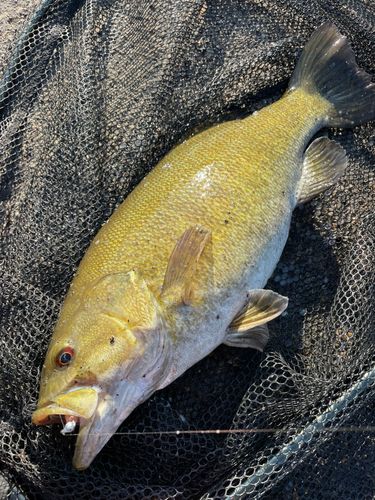 スモールマウスバスの釣果