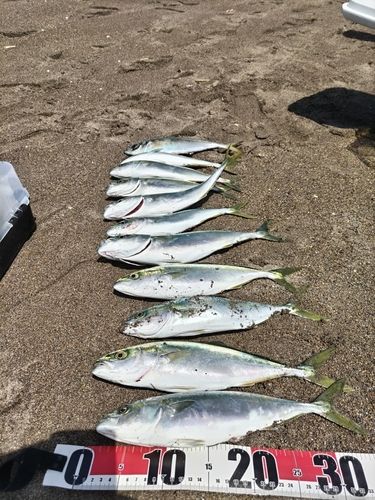 ワカシの釣果