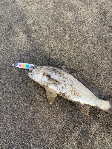 イシモチの釣果