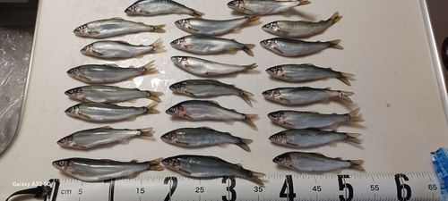 アユの釣果
