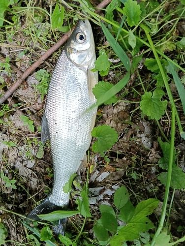 ワタカの釣果
