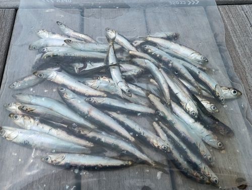 カタクチイワシの釣果
