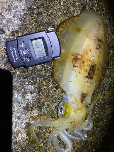 アオリイカの釣果