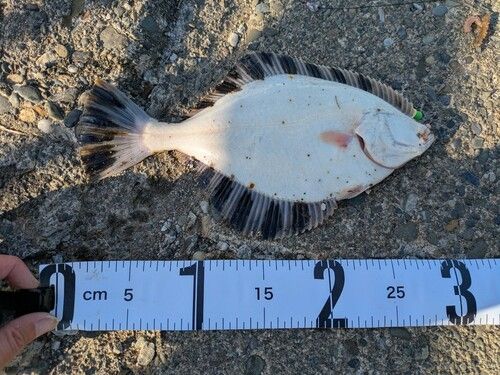 カワガレイの釣果