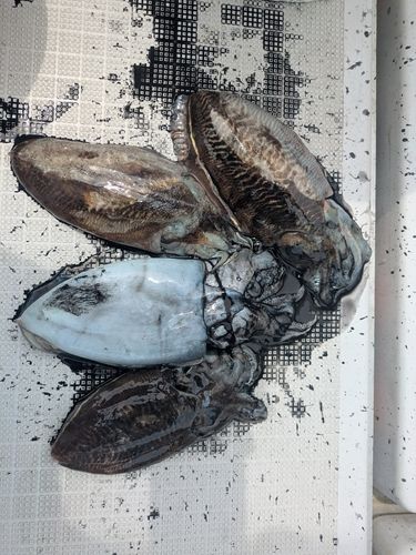 イカの釣果