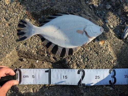 カワガレイの釣果