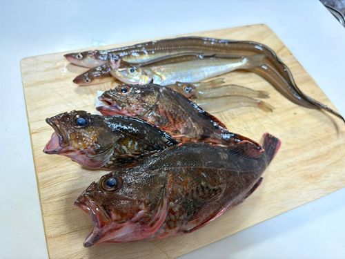 カサゴの釣果