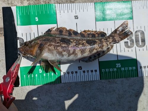 アイナメの釣果