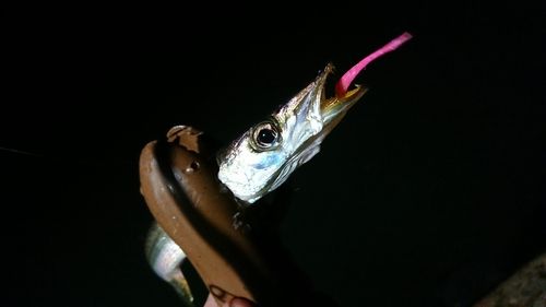 カマスの釣果