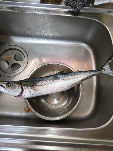 サゴシの釣果