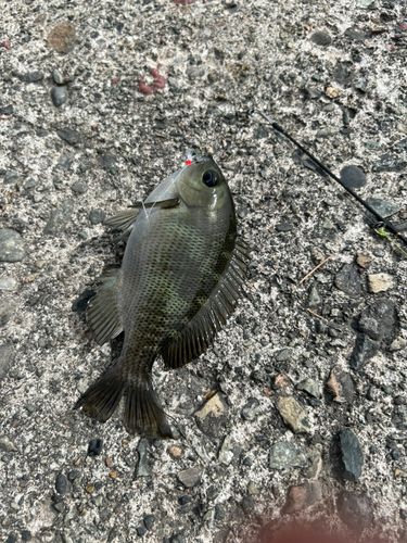 メジナの釣果