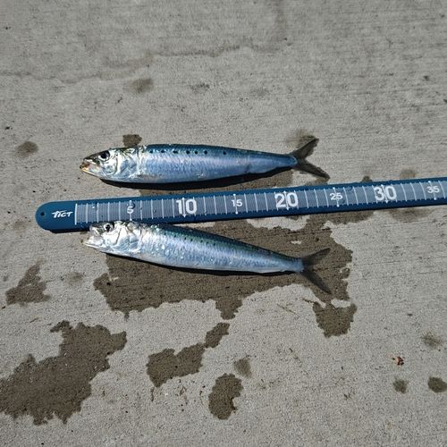 イワシの釣果