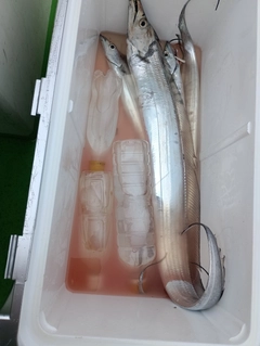 タチウオの釣果