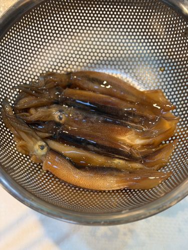ムギイカの釣果