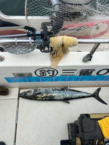 サワラの釣果